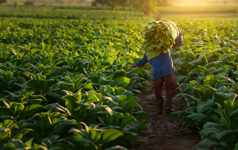 Agriculture,Carrying,The,Harvest,Of,Tobacco,Leaves,In,The,Harvest