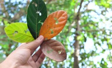 Nature,,Seasonal,And,Timeless,Music,Concept.,Hand,Holding,Leaves,With