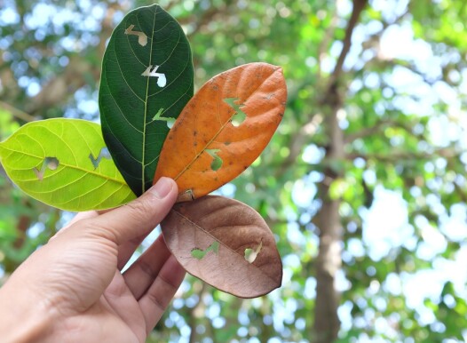 Nature,,Seasonal,And,Timeless,Music,Concept.,Hand,Holding,Leaves,With