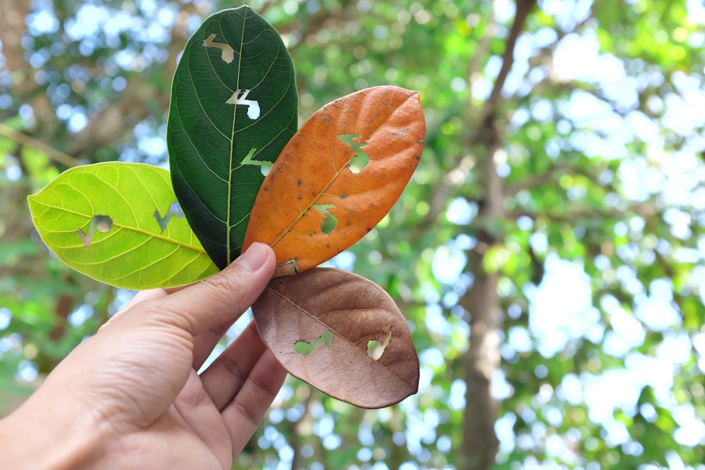Nature,,Seasonal,And,Timeless,Music,Concept.,Hand,Holding,Leaves,With