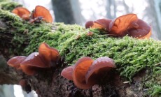 Forest,Mushrooms,-,Edible,Mushroom,Auricularia,Auricula-judae,(latin,For,'judas's