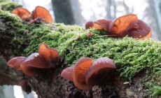 Forest,Mushrooms,-,Edible,Mushroom,Auricularia,Auricula-judae,(latin,For,'judas's