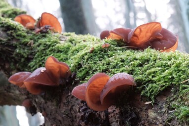 Forest,Mushrooms,-,Edible,Mushroom,Auricularia,Auricula-judae,(latin,For,'judas's