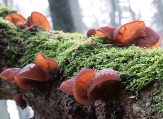 Forest,Mushrooms,-,Edible,Mushroom,Auricularia,Auricula-judae,(latin,For,'judas's