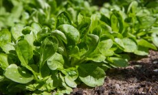 The,Corn,Salad,(valerianella),Plant,Growing,In,A,Garden