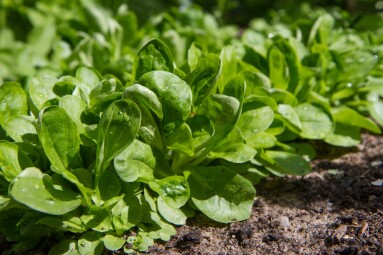 The,Corn,Salad,(valerianella),Plant,Growing,In,A,Garden