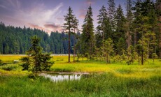 Big,Arbersee,In,The,Bavarian,Forest,National,Park.,Germany.