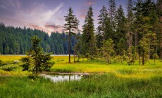 Big,Arbersee,In,The,Bavarian,Forest,National,Park.,Germany.