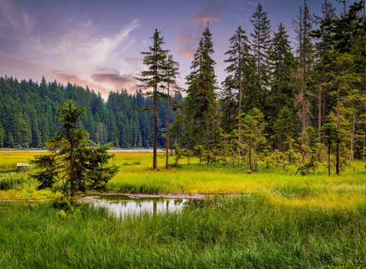 Big,Arbersee,In,The,Bavarian,Forest,National,Park.,Germany.