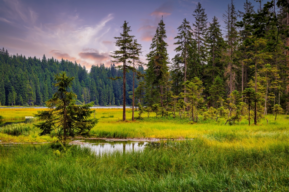 Big,Arbersee,In,The,Bavarian,Forest,National,Park.,Germany.