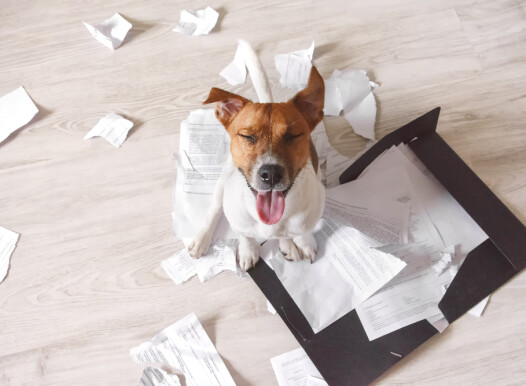 Bad,Dog,Sitting,On,The,Torn,Pieces,Of,Important,Documents.
