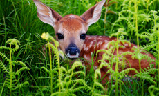 Newborn,Whitetail,Fawn,Resting,In,Green,Fern