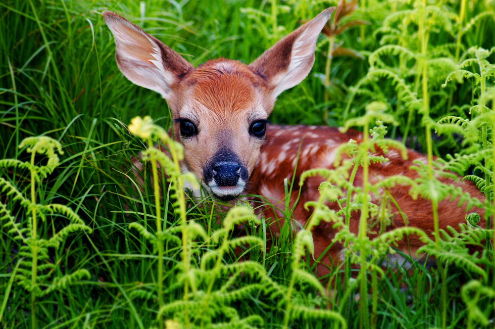 Newborn,Whitetail,Fawn,Resting,In,Green,Fern