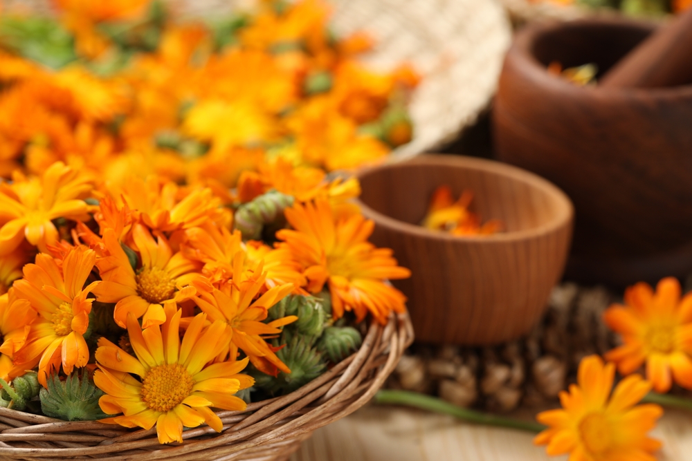 Many,Beautiful,Fresh,Calendula,Flowers,On,Table,,Closeup