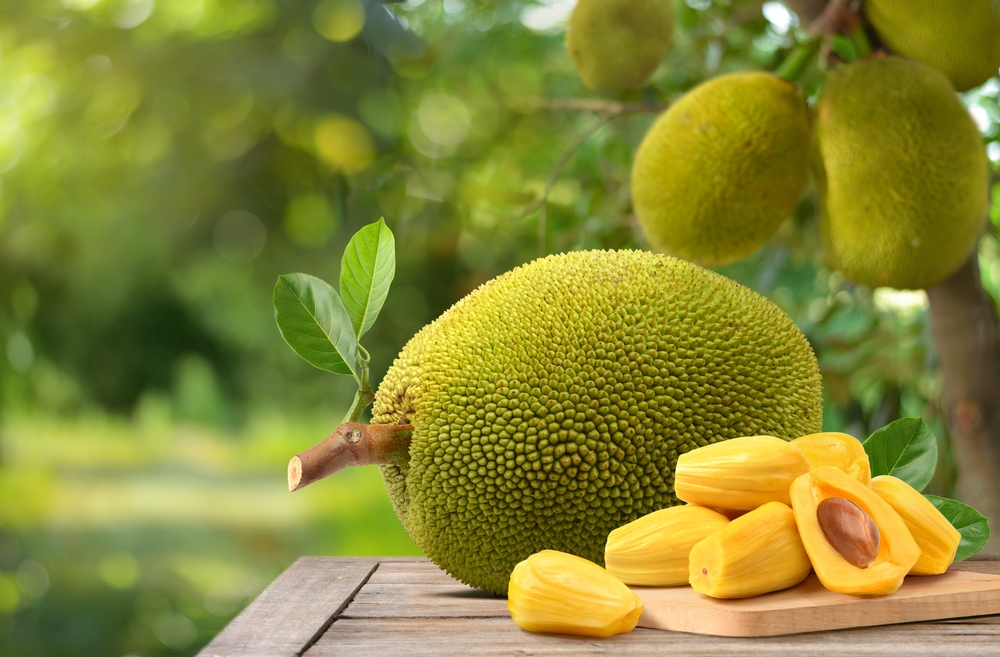 Ripe,Jackfruit,With,Jackfruit,Plantation,Background.