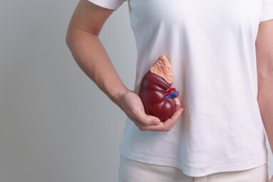 Woman,Holding,Anatomical,Human,Kidney,Adrenal,Gland,Model.,Disease,Of