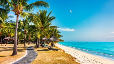 Palm,Trees,On,The,Tropical,Le,Morne,Beach,,Mauritius.,Tropical