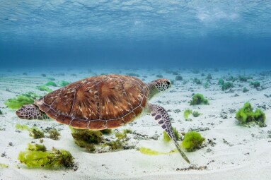 Loggerhead,Turtle,-,Caretta,Caretta,,Beautiful,Popular,Oceanic,Turtle,From