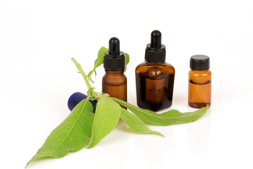 Camphor,Tree,Green,Leaves,And,Oil,Have,Property,Medicine.(essential,Oil)