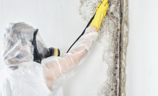 profesionalus pelėsio naikinimas