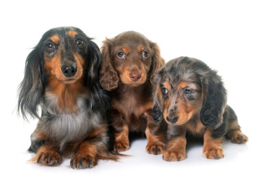 Three,Dachshund,In,Front,Of,White,Background