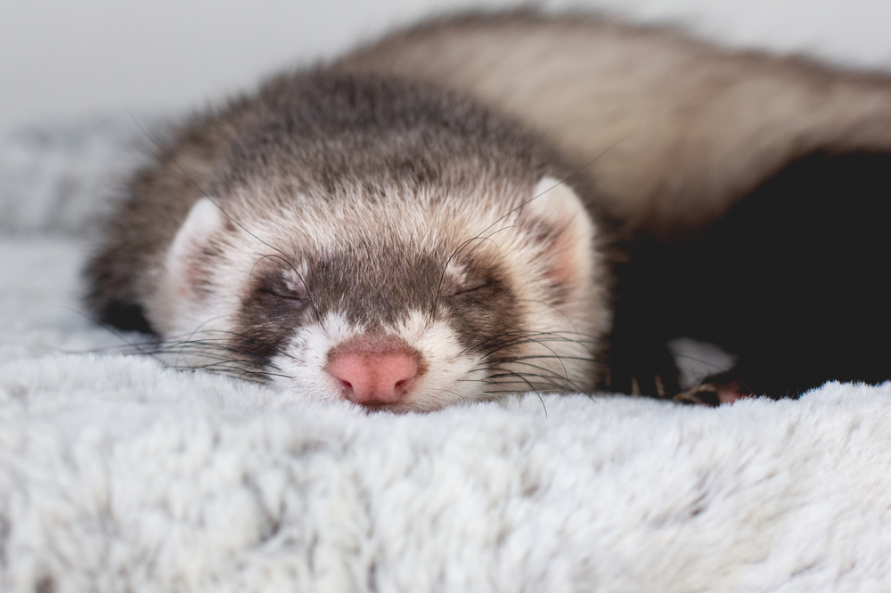 The,Cute,Ferret,Is,Sleeping