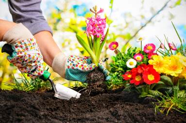 Gardeners,Hands,Planting,Flowers,At,Back,Yard