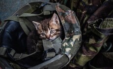 A,Small,Kitten,Peeks,Out,Of,A,Military,Helmet.,Caring