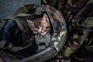 A,Small,Kitten,Peeks,Out,Of,A,Military,Helmet.,Caring