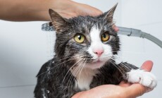 Cat,Grooming.,Funny,Cat,Taking,Shower,Or,Bath.,Man,Washing