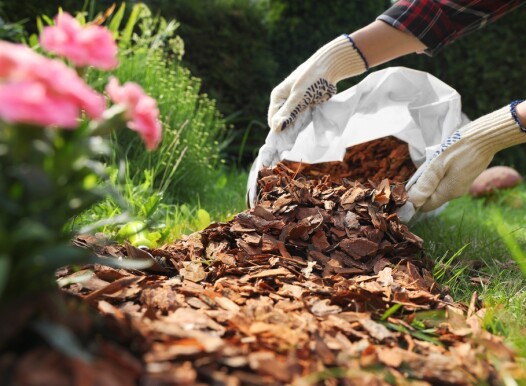 Woman,Mulching,Soil,With,Bark,Chips,In,Garden,,Closeup