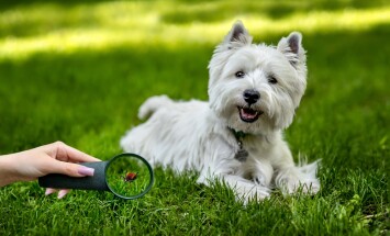 A,West,Highland,White,Terrier,On,A,Walk,In,The