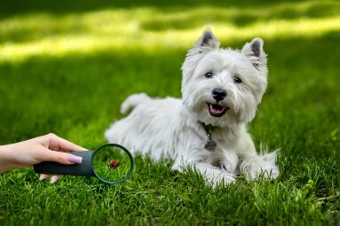 A,West,Highland,White,Terrier,On,A,Walk,In,The