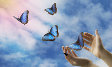 Open,Hands,Let,Go,Of,Beautiful,Blue,Butterflies,In,The