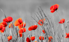 Red,Poppy,Flowers,With,Black,And,White,Background