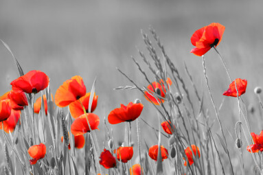 Red,Poppy,Flowers,With,Black,And,White,Background