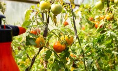 Spraying,A,Tomato,With,A,Solution,Against,Diseases,And,Phytophthora