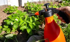 Spraying,Strawberries,With,Boric,Acid,And,Iodine,During,Flowering,For