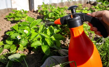 Spraying,Strawberries,With,Boric,Acid,And,Iodine,During,Flowering,For