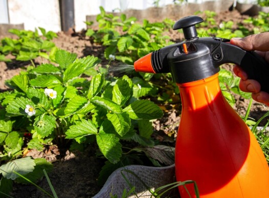 Spraying,Strawberries,With,Boric,Acid,And,Iodine,During,Flowering,For