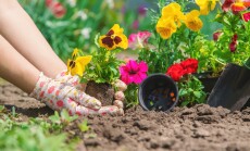 The,Gardener,Is,Planting,A,Flower,Garden.,Selective,Focus.,Nature.