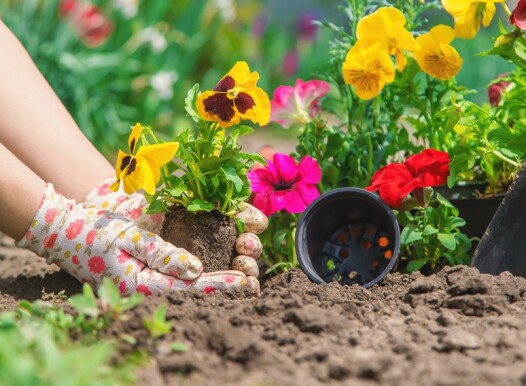 The,Gardener,Is,Planting,A,Flower,Garden.,Selective,Focus.,Nature.