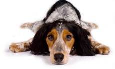 Lazy,Dog,Is,Looking,At,You
