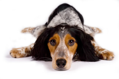Lazy,Dog,Is,Looking,At,You