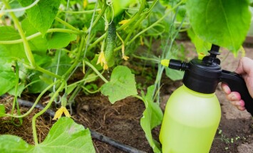 Spraying,Cucumbers,With,Iodine,And,Ammonia.