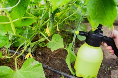 Spraying,Cucumbers,With,Iodine,And,Ammonia.