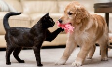 A,Golden,Retriever,And,A,Tabby,Cat,Playing,Together,In