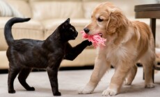 A,Golden,Retriever,And,A,Tabby,Cat,Playing,Together,In