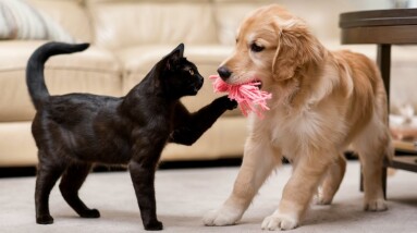 A,Golden,Retriever,And,A,Tabby,Cat,Playing,Together,In