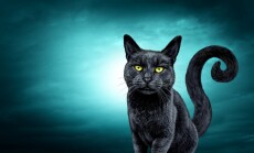 Halloween,Spooky,Black,Cat,On,A,Night,Background,With,A
